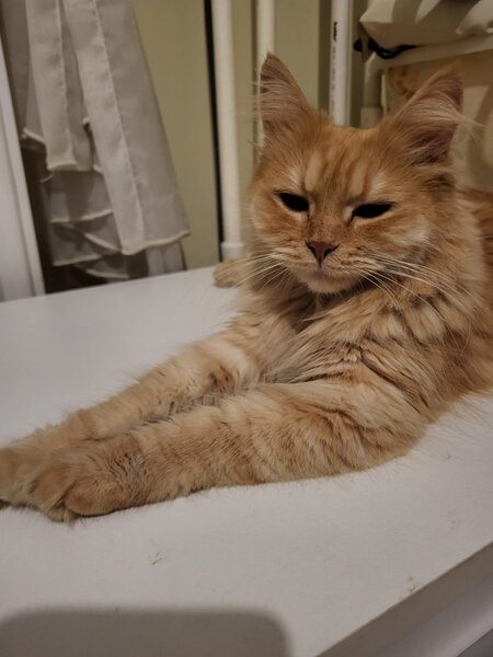 Pisica portocalie - persana/ Garfield.