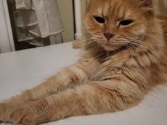 Pisica portocalie - persana/ Garfield