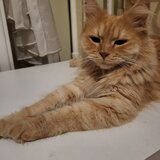 Pisica portocalie - persana/ Garfield